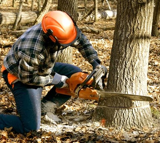 Tree Removal in Mount Rainier, MD
